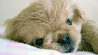 pekingese puppy face