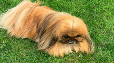 Are Pekingese Dogs Good With Kids?