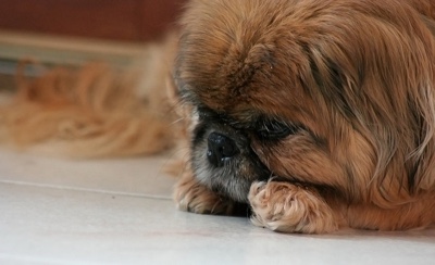 brown cute pekingese dog