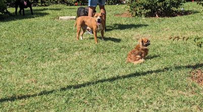 Do Pekingese Get Along With Other Dogs?