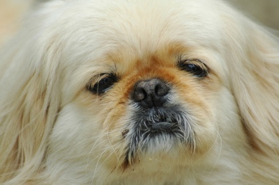 face of a pekingese dog