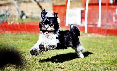 happy playful black and white shih tzu dog