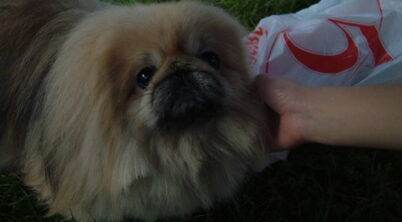 How Smart Are Pekingese Dogs?