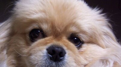 Is Pekingese a Good Family Dog?