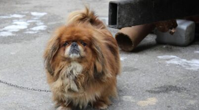 Is Pekingese Smart?