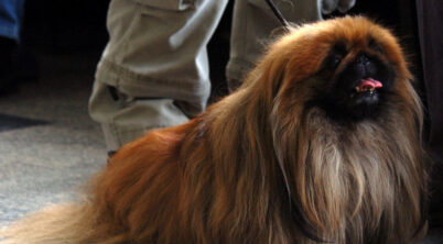 Longest Living Pekingese