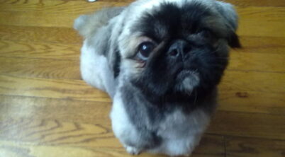 Pekingese Adoption