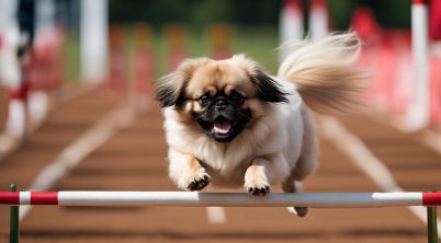 Pekingese Agility