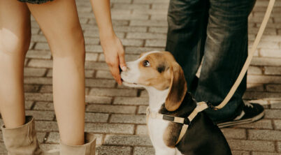 Pekingese and Beagle Mix