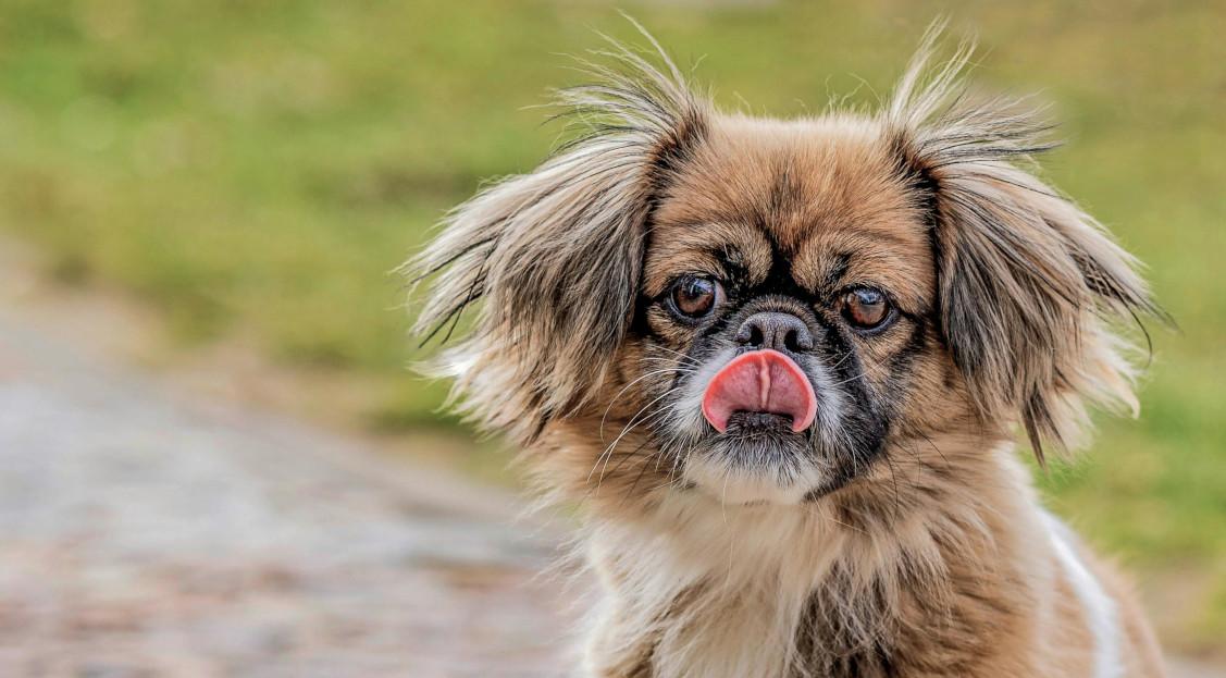 Pekingese Are They Hypoallergenic? - Pekingese Central