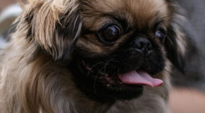 Pekingese Bad Breath