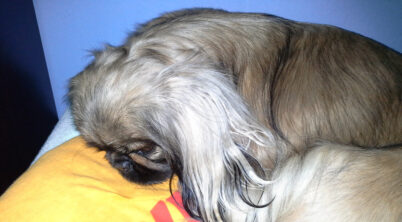 Pekingese Common Health Issues