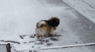 Pekingese Coughing Gagging