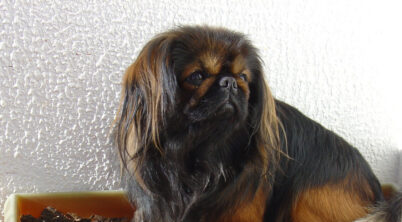 Pekingese Description