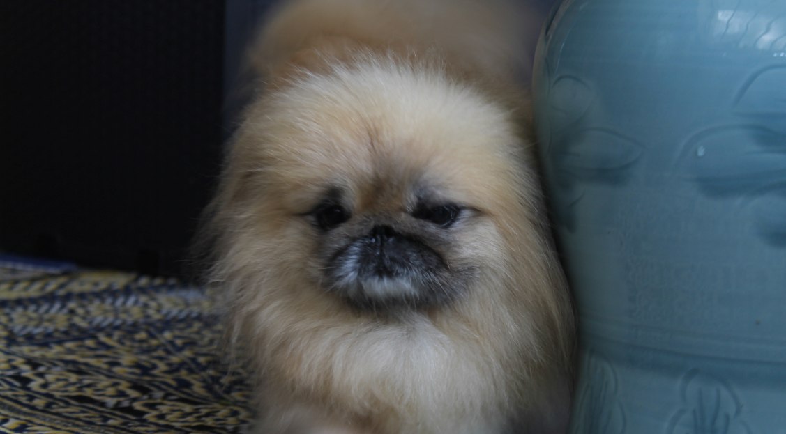 Pekingese Diseases - Pekingese Central