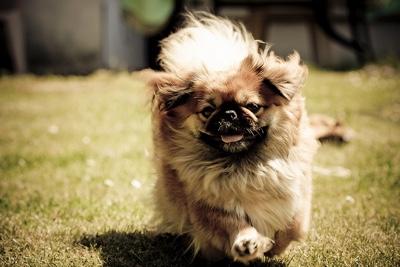 pekingese dog face coat fur legs