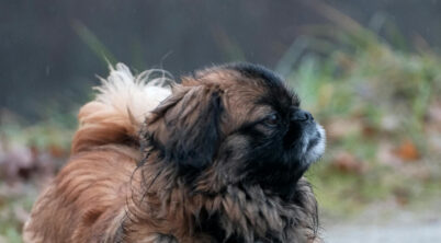 Pekingese Dog How Long Do They Live?