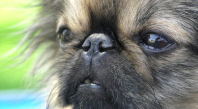 Pekingese Dog Hypoallergenic