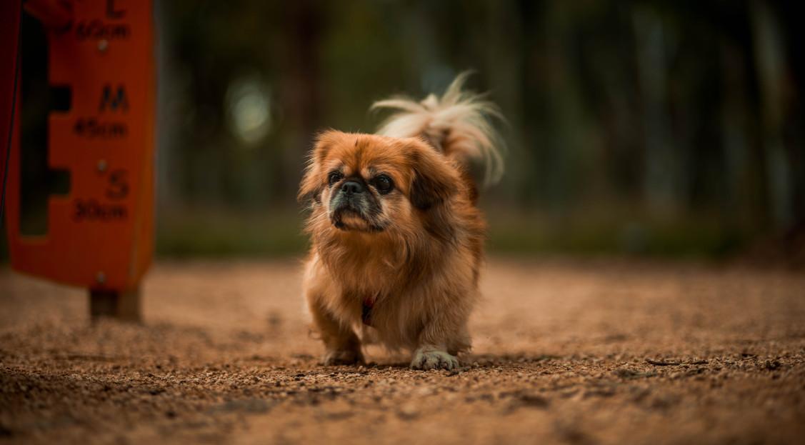 how much is a pekingese dog worth