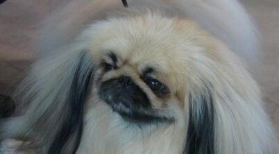 Pekingese Dog Types