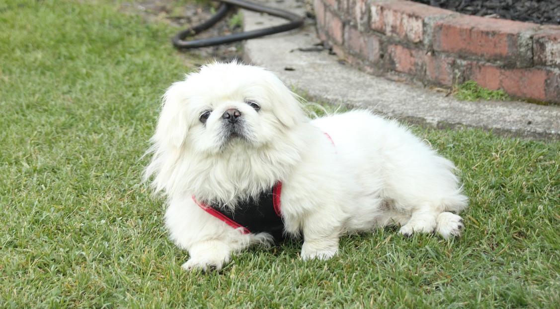 are pekingese noisy