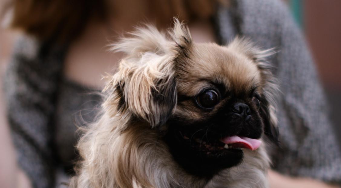 does the pekingese have infectious disease