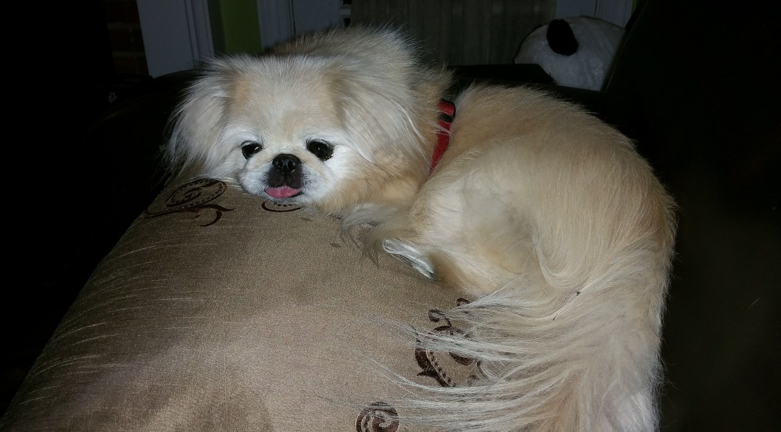 Pekingese Eye Ulcers Pekingese Central