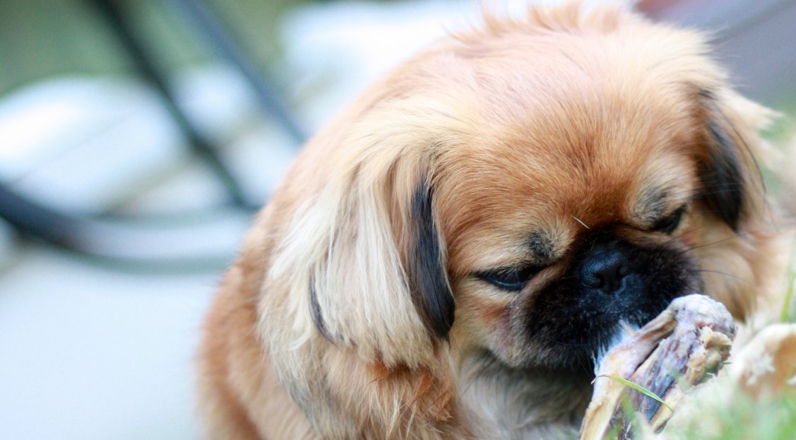 Pekingese Feeding Chart - Pekingese Central