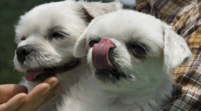 Pekingese Friendly With Other Dogs?