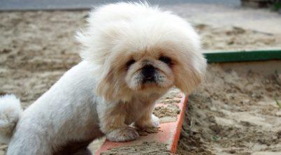 Pekingese Fun Facts