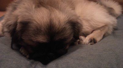 Pekingese Gestation Period