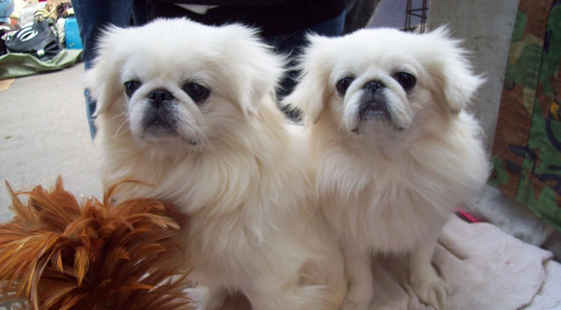 Great best sale pekingese dog