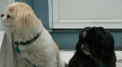 Pekingese Good With Other Dogs