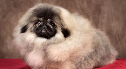 Pekingese Grooming Guide