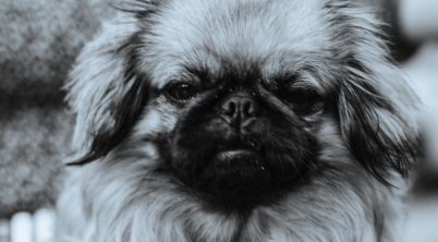 Pekingese Growling