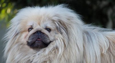 Pekingese Guard Dog