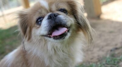 Pekingese Heart Murmur