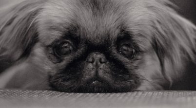 Pekingese Heat Cycle