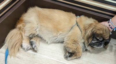 Pekingese Hip Dysplasia Symptoms