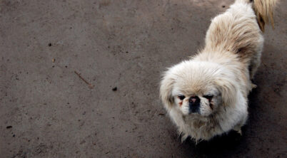 Pekingese Hypoallergenic