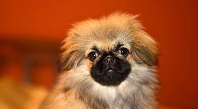 Pekingese Intelligence