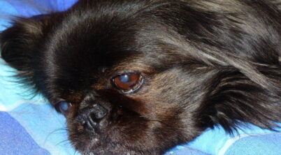 Pekingese Kennel Cough: Symptoms and Treatment Guide