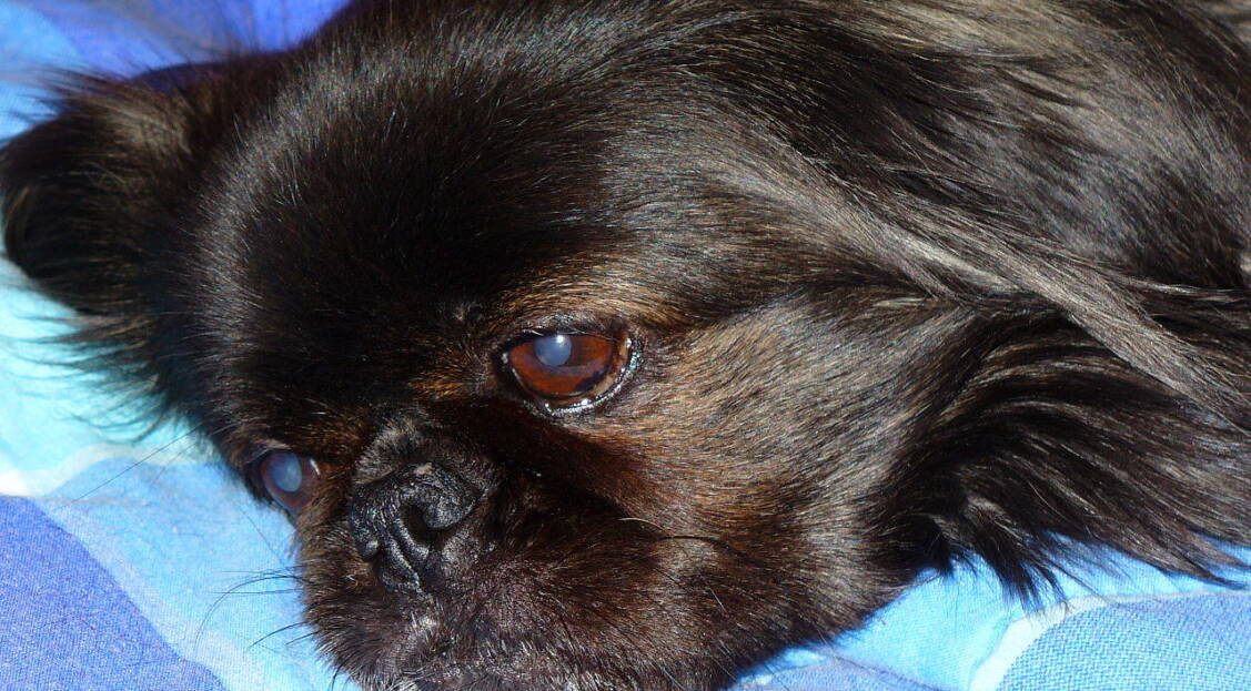 Pekingese Kennel Cough Symptoms and Treatment Guide Pekingese Central