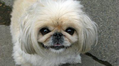 Pekingese Kidney Failure