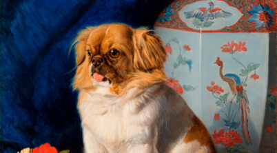 Pekingese Looty