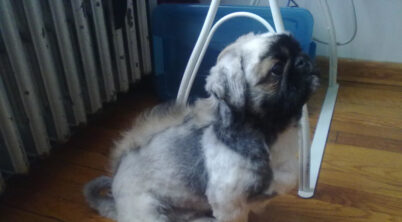 Pekingese Mohawk