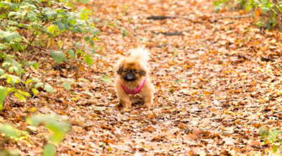 Pekingese Nails