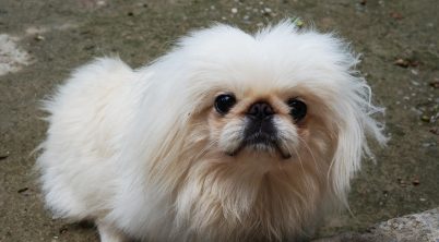 Pekingese Not Eating