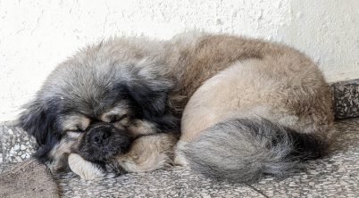 Pekingese Old Age Symptoms