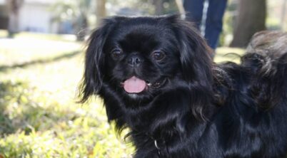 Pekingese Panting